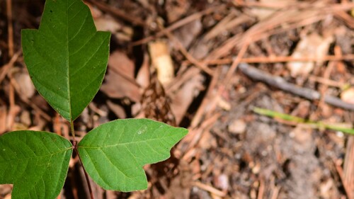 Poison ivy plant.