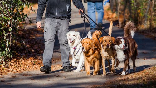 dog walker with group of dogs on a nature path