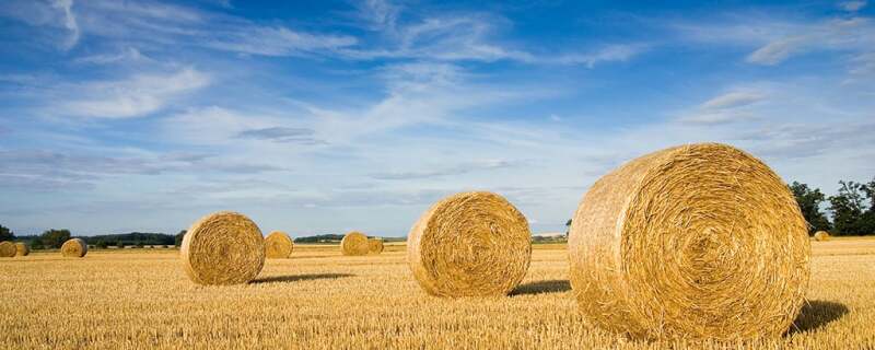 Hay bales in a field