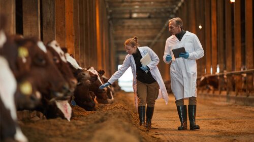 Two veterinarians inspecting cows at dairy farm