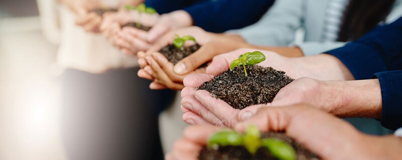 Hands holding plants in dirt that just sprouted. 