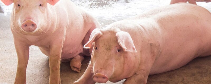 Pigs