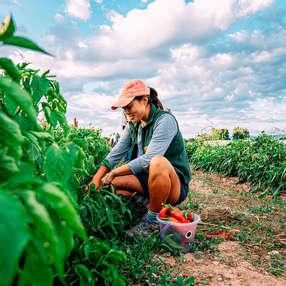 A female picking peppers from a pepper plant.