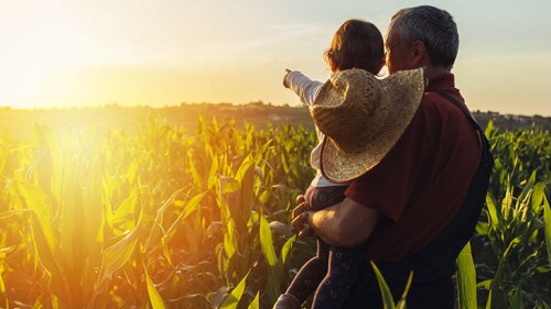 A man holding a child standing in a corn field with the child pointing at the sunset.