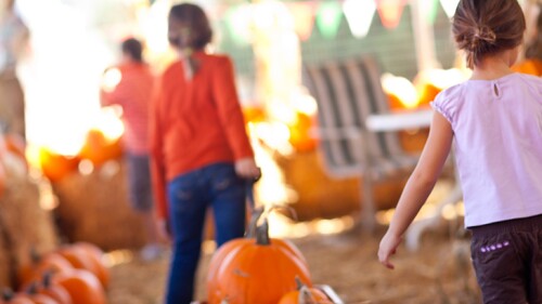 kids at the pumpkin patch.
