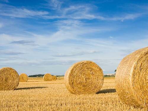 Hay bales in a field