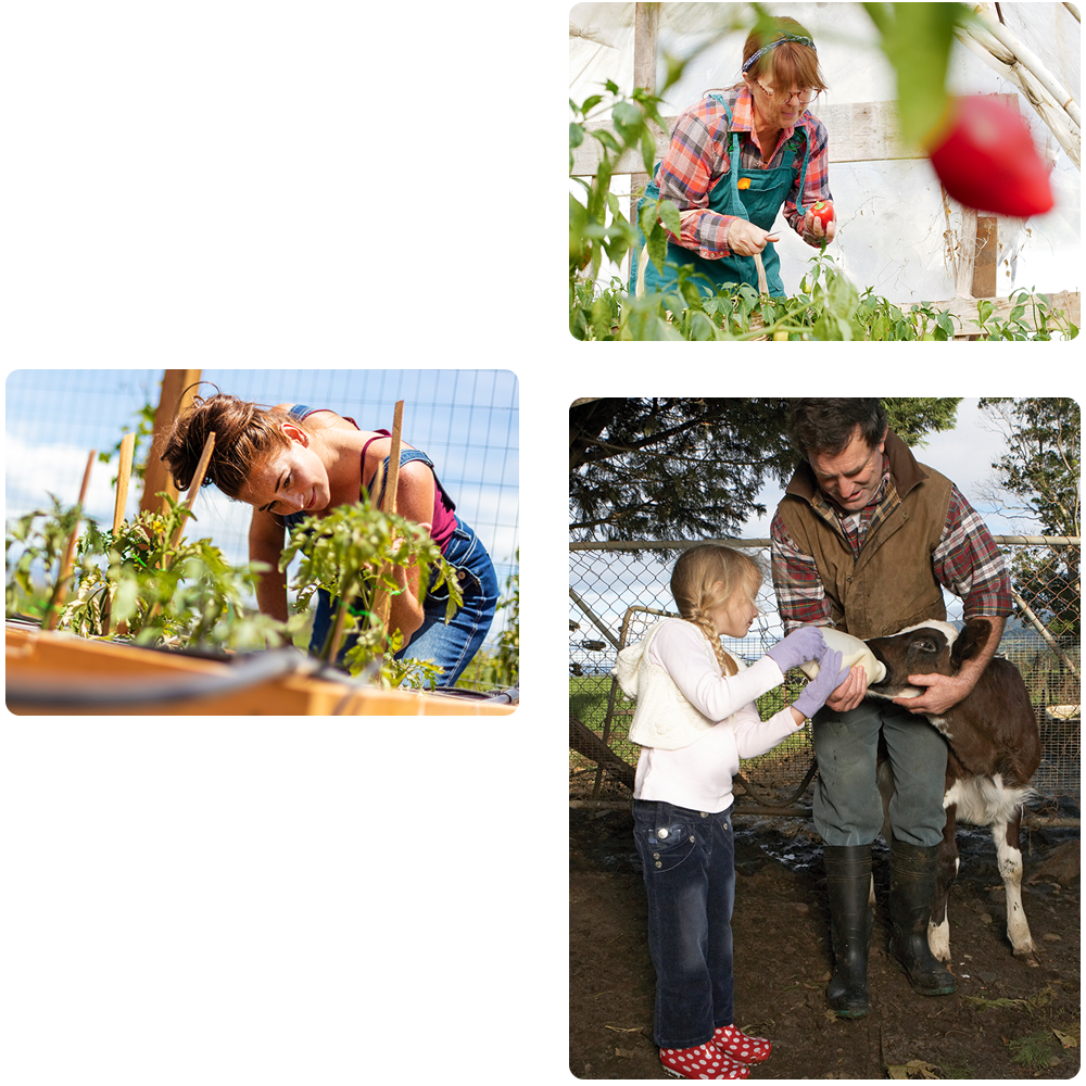 collage of 3 photos depicting different farmers, two of them in their gardens and one helping a child feed a calf. 