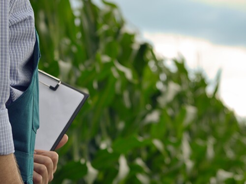 A man with a clipboard walking next to a field of crop.