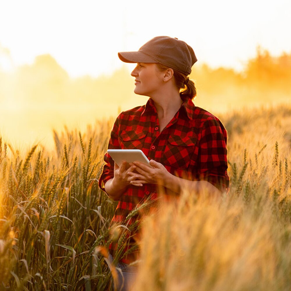 A woman staying in a field surround by wheat with a tablet in  her hand. 