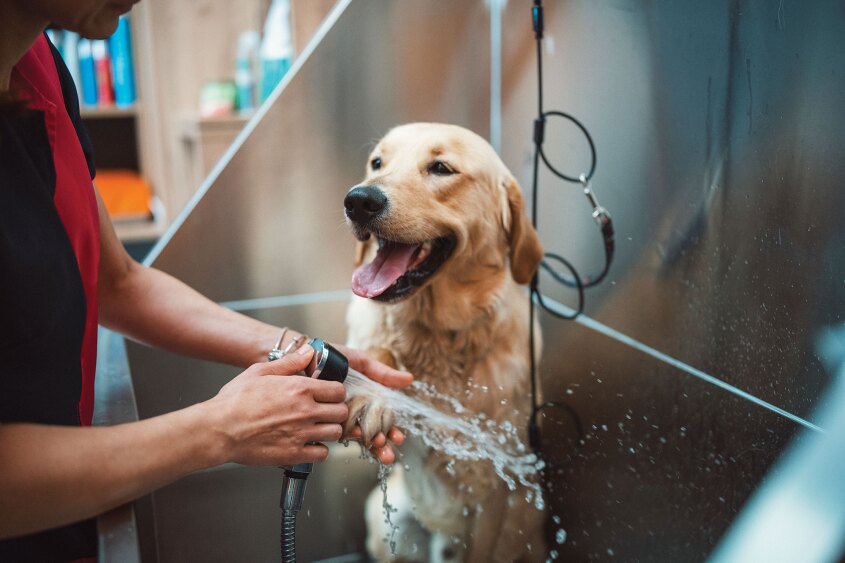 close0-up of pet care staff giving a dog a bath