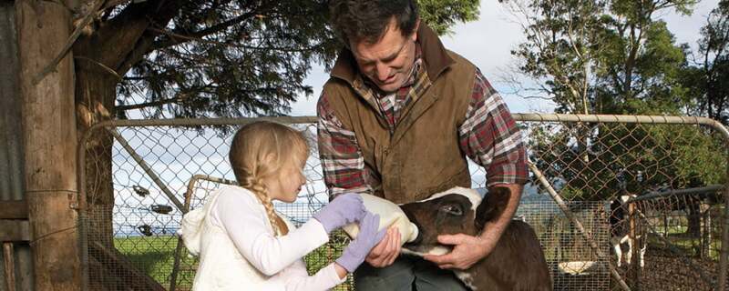 A little girl feeding a calf milk in a bottle while a man holds the calf.