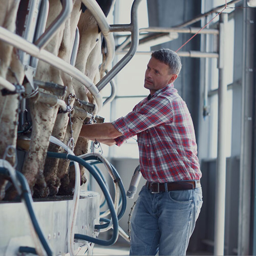 Farmer working with dairy cows. 