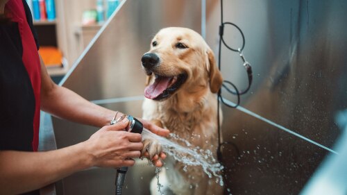 close0-up of pet care staff giving a dog a bath