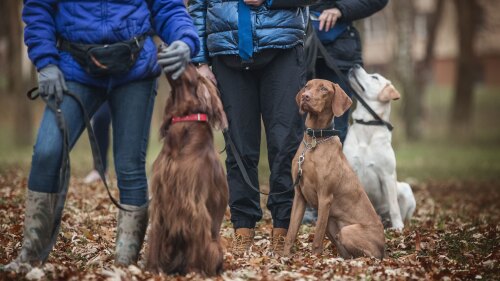 owners and their dogs training outdoors