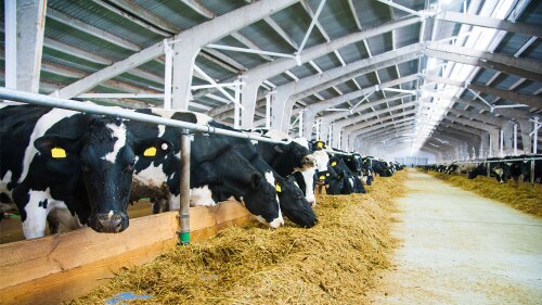 interior view of a cow farm, where livestock are feeding on silage