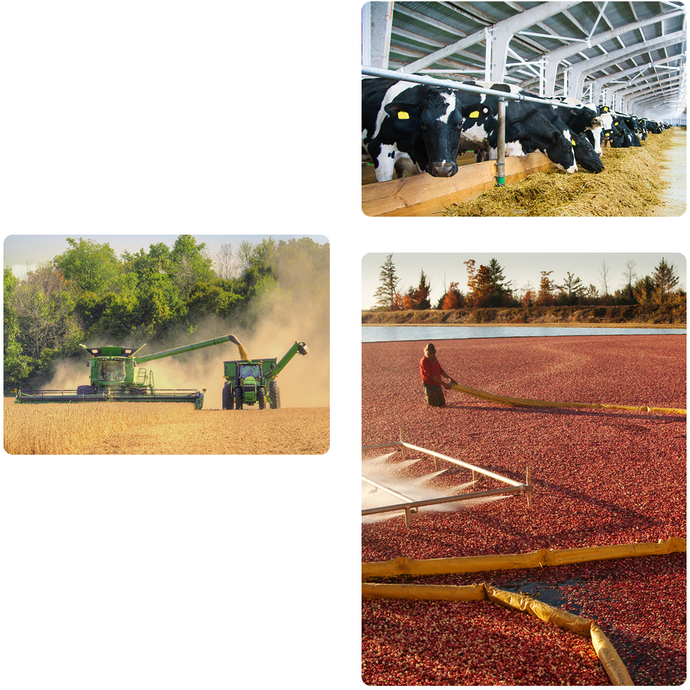 collage photo depicting various farming operations such as cranberry farms, dairy farms, and grain farms that could be insured with SECURA Insurance