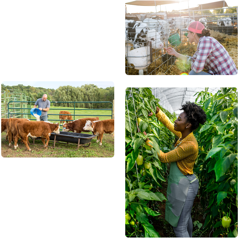 series of photos depicting small dairy farms, beef farms, and produce farms