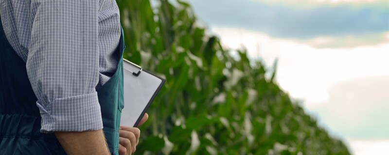 A man with a clipboard walking next to a field of crop.