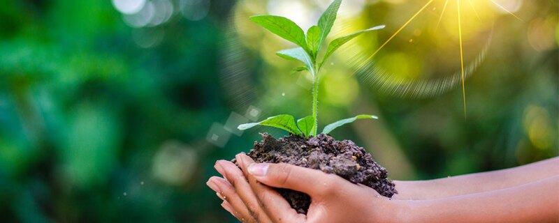 A plant in someone's hand 