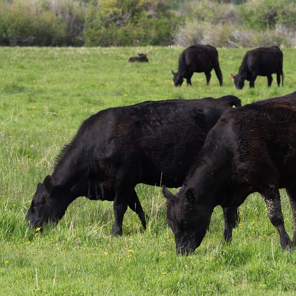 Four cows in a field eating grass.