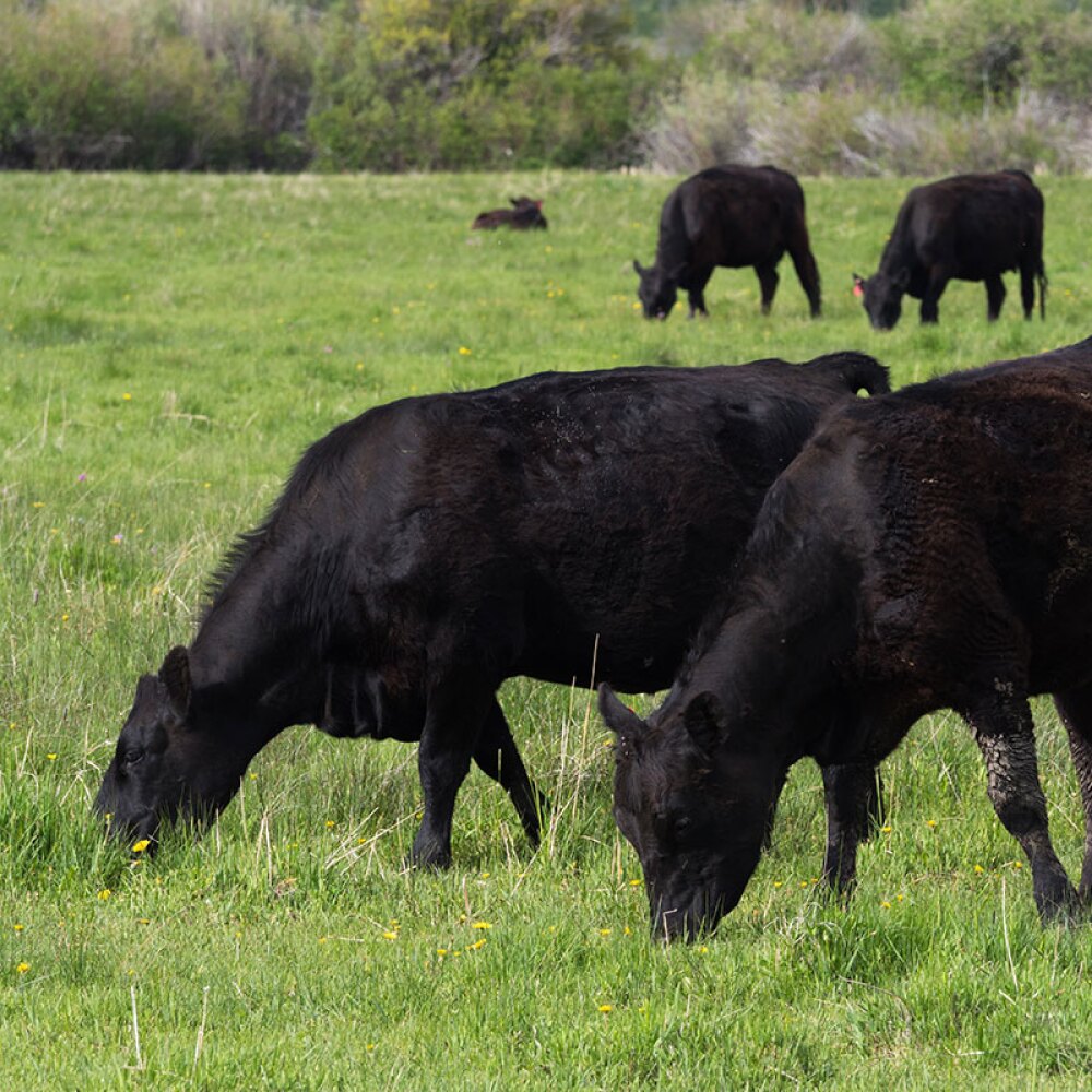 Four cows in a field eating grass. 