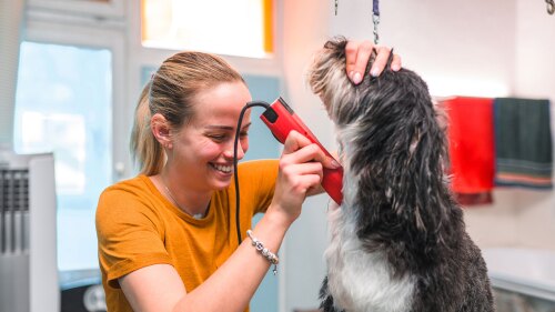 dog-groomer-using-trimmer-on-dog.jpg